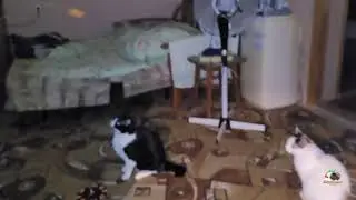 Кошка Тося и бой с тенью.