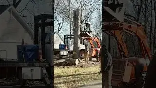 The Last Steps of Cutting a Codominant Tree Down with Precise Cutting on Tree Trunk