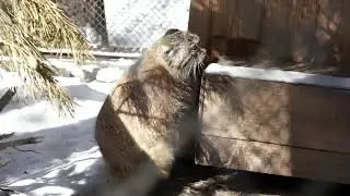 How manul Lolo woke up Karaganda and Emma with Achi.
