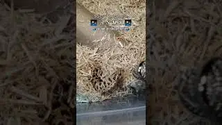 Snake ASMR