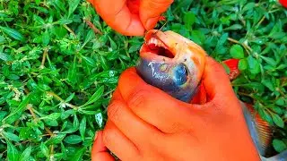 Amazing Fish Catching by Fishing Rod , Best Hook Fishing Video of India 2022 , Traditional Hook Fish