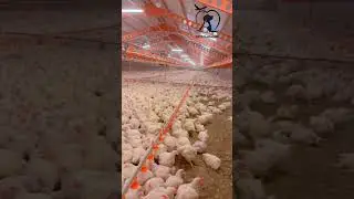 -পোল্ট্রি পালন 🐥🐥🐥 #poultry rearing #poultry #poultryfarm #poultryfarming #poultryfarmer