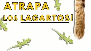 👉JUEGOS PARA GATOS - LAGARTIJAS 🦎