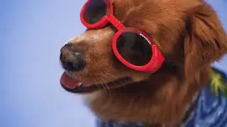Dog Wearing Goggles
