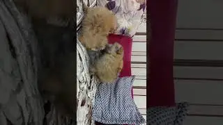 Шпицульки мальчики продажа
