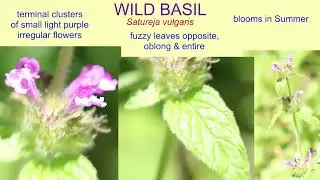 WILD BASIL