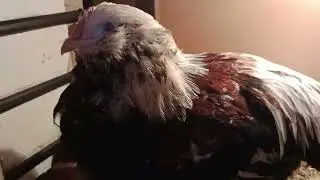 петух ФАВЕРОЛЬ по цене несушки с рынка