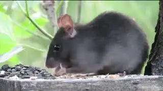 La Rata Negra Trepadora