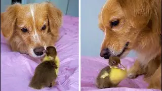 Die besten Videos (Teil 13) || ✪ Stern DuTube