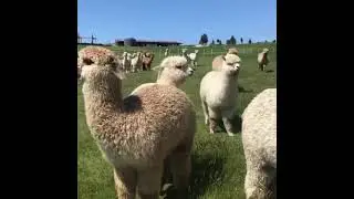 Top7: Cutest Animal is Alpaca