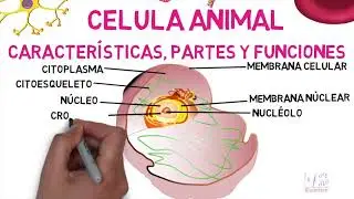 Características célula animal