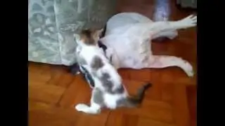 Забавный котенок массаж Французский бульдог
