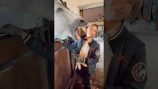 История Алхимика команды Идальго #лошади