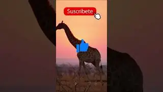 🦬🦓 RODEADO de ANIMALES SALVAJES 🦌🦏 Safari Fotográfico por el Mundo 🌍 Parte 2 #shorts