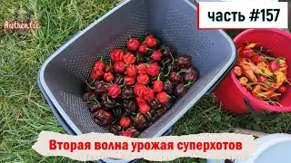 157 Вторая волна урожая суперхотов 12.10.2024