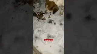 У Жорика в гостях ./ ГАРДЕЙ И ИВАНЫЧ 