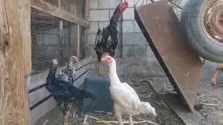 фруши империя шамо  ватсап