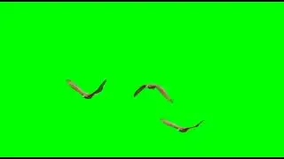 Birds Green Screen Video