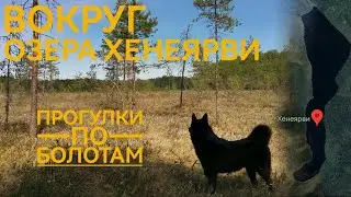 Озеро Хенеярви. Прогулка 9 км с привалом.