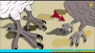 Почему стриж не садится на землю? (развлекательные мультфильмы 
