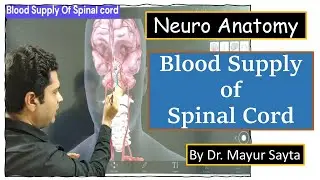 Blood supply of spinal cord | Drawing of Blood supply of Spinal cord | Spinal cord | Neuroanatomy