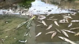 Miles de peces muertos en el Río Tajo a su paso por Toledo