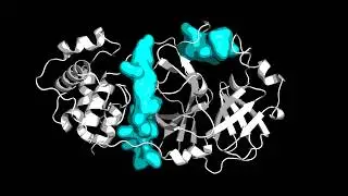 Visualizing pockets on COVID-19 protease!