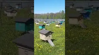 ПАСЕКА