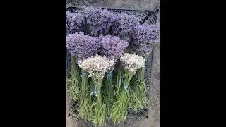 КОГДА И КАК ЛУЧШЕ ОБРЕЗАТЬ ЛАВАНДУ, на примерах.
