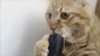 Кота засосал пылесос