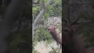 Archery elk hunt #elk #hunting #hunter #huntinggame #nature #bowhunter #whitetailhunting #wildlife