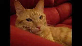 Sat on the cat - Cold feet