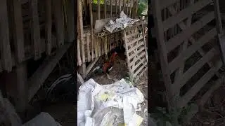 domba mati gara gara makan nasi kering