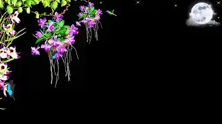 Background Video / Flower Background Video / Background Video Effects hd / Template Video Background