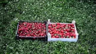 Домашние алкогольные напитки из клубники. Введение