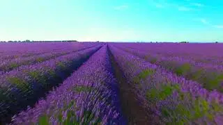 Levendar Garden.