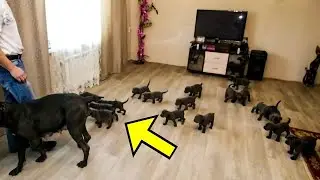 The dog gave birth to 18 puppies! The vet took a closer look at them and screamed at what he saw!