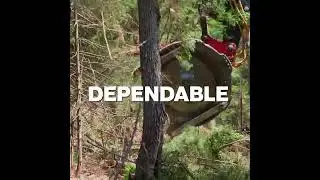 Weiler Forestry Feller Buncher at Work