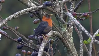 Rufous-collared Robin and its Song
