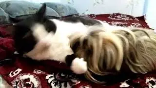 Морские свинки и кот. Битва