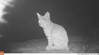 Wildlife Babies in Southern California