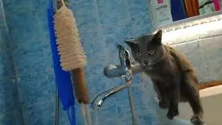 Кот моется в ванной и играет с водой