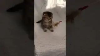 темная фолд