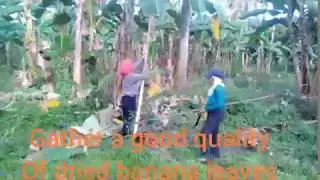 How to Make Mushroom by Banana Leaves Volvariella volvacea