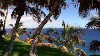 the Palm Beatch