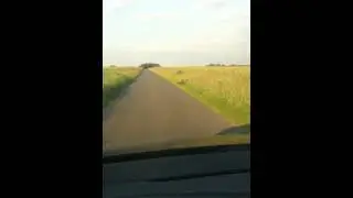 Zwei Mänliche Fasanen Kämpfen