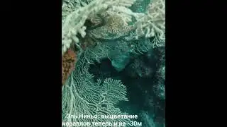 Обесцвечивание кораллов теперь и на глубине 35 м
