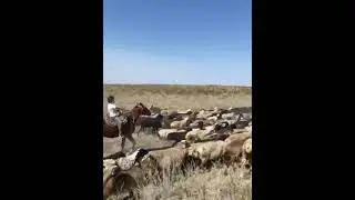 Жігіт өмір