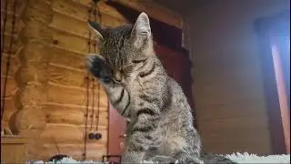 Michiko.ru | Котенок Роник ищет дом. Отдаем бесплатно. Кошки в дар в добрые руки.