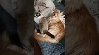 СВО пушистик #СВО #СВОпушистик #скуф #альтушка